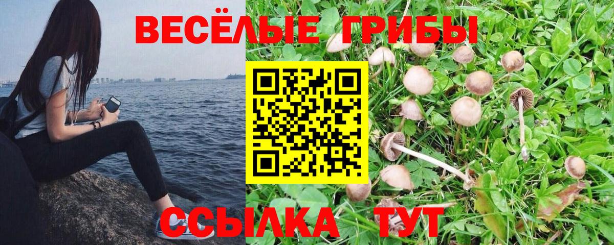 магазин продажи   Вход с VPN  Ртищево  Псилоцибиновые грибы прущие грибы 